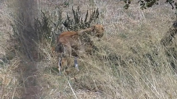 Başıboş köpek vahşeti Türkiye'yi sarstı! Ayhan Özçelik'in ağabeyi anlattı: Çöpçüler olmasa yiyeceklerdi!